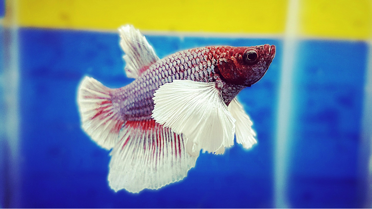 Betta Fish